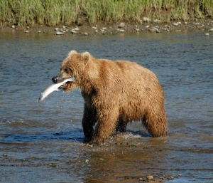 Bear_Alaska_(3)